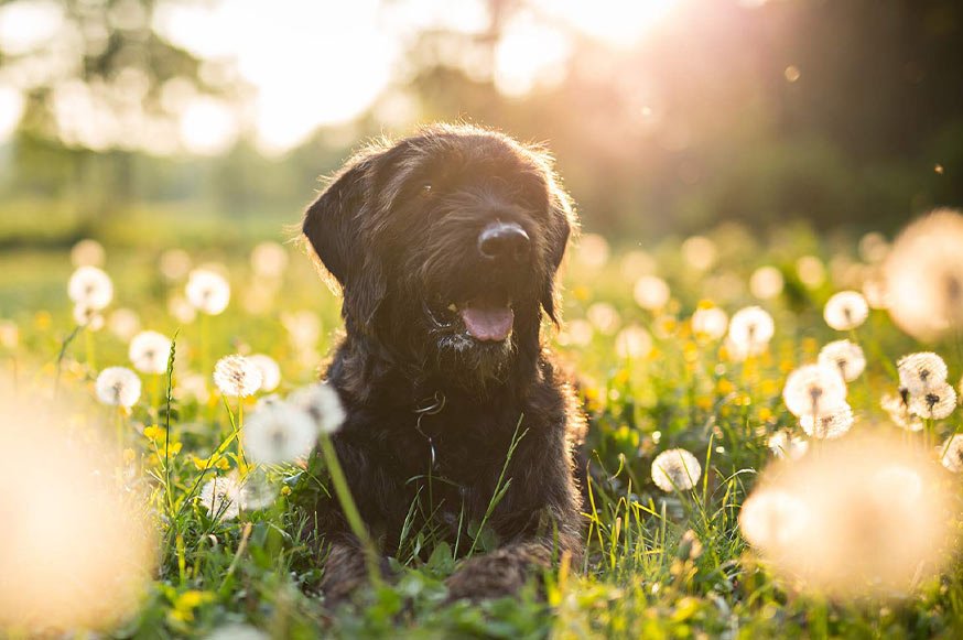 veterinary-dog-care